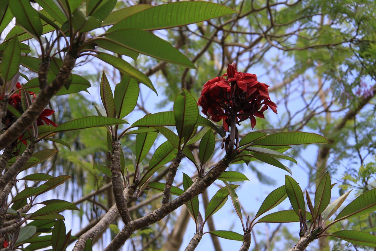 Paperbark Bed & Breakfast Brisbane Exterior foto