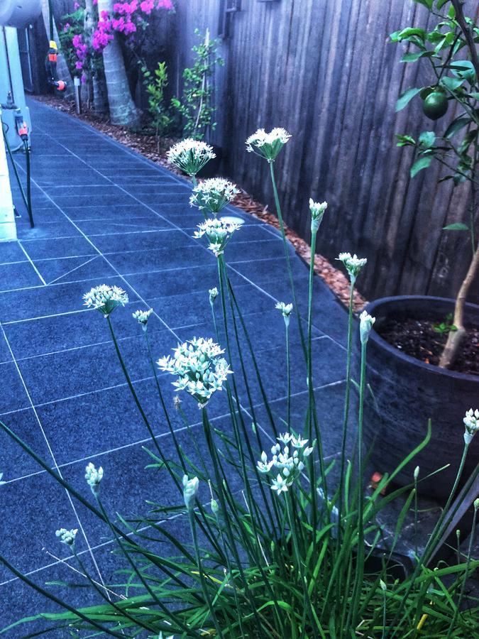Paperbark Bed & Breakfast Brisbane Exterior foto